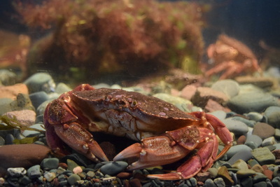 Non-Core Area 27 Rock Crab License