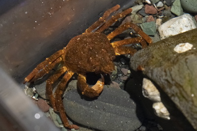Non-Core Toad/Spider Crab License