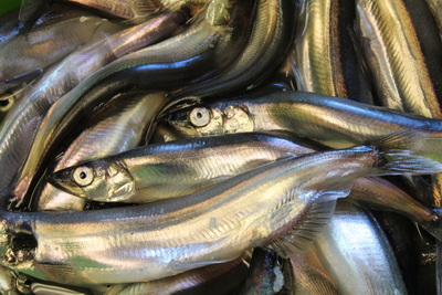 4R Capelin Purse Seine License