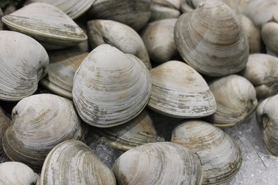 Non-Core Area 6 Clam, Area 17-22 Herring, Smelt, Eel