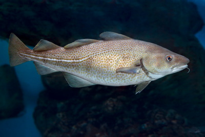 Core Groundfish License Package