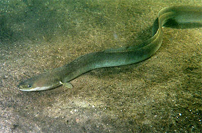 Yarmouth County NS Eel License