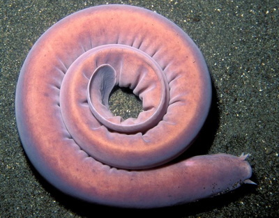 Non-Core Hagfish (Slime Eel) License
