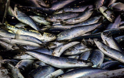 Core Area 17-22 Herring License