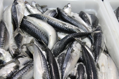 17-22 Core Mackerel License