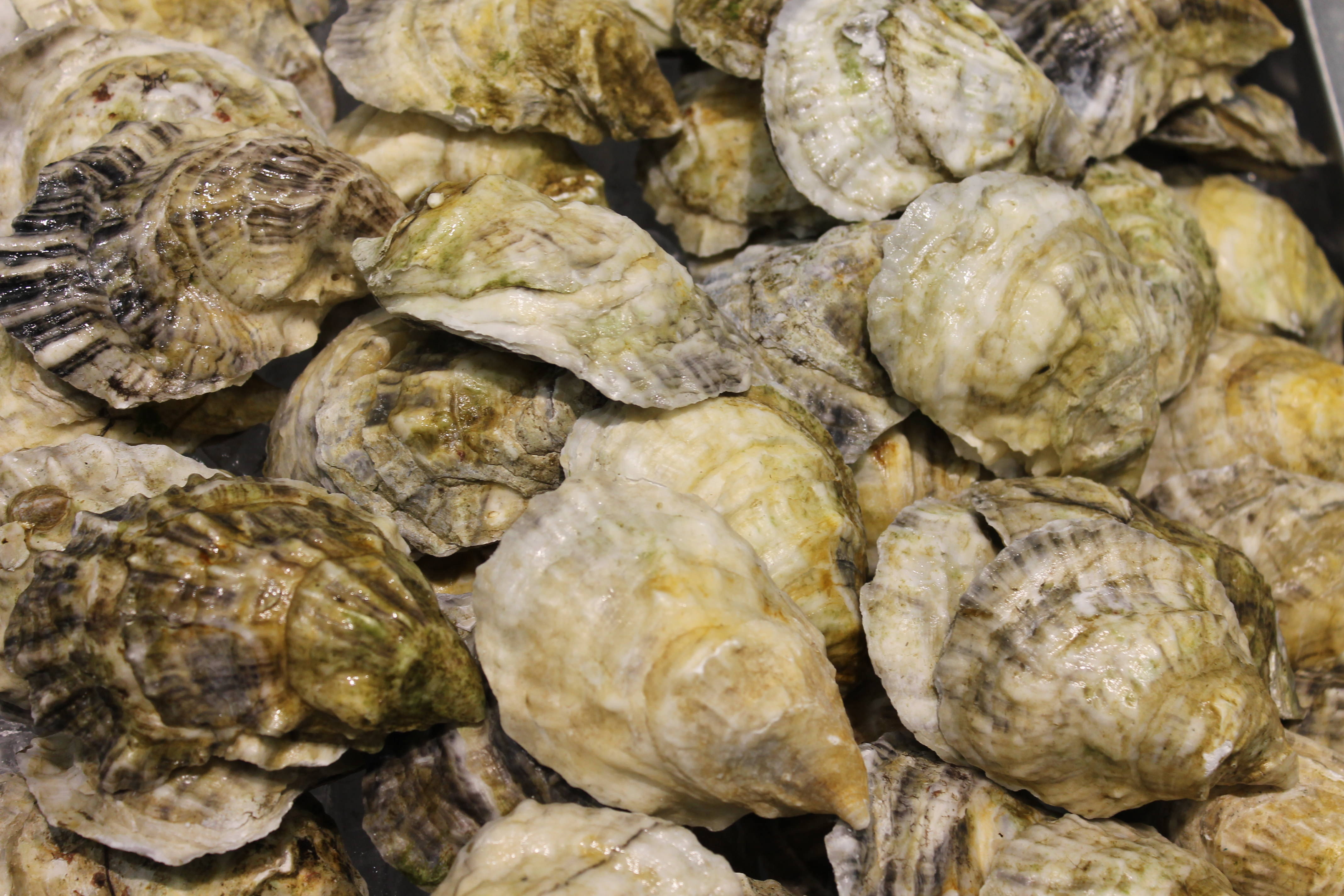 4T, 4VN Oyster Gulf NS Region License