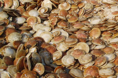 Non-Core Mid-Bay Scallop License