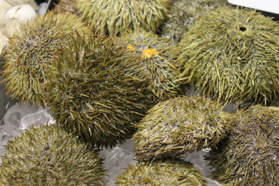 Non-Core Digby and  Annapolis County Sea Urchin License