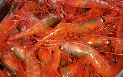 4R Shrimp Enterprise