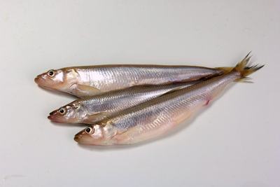 Scotia Fundy NS Smelt License