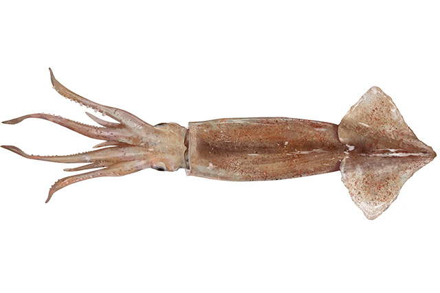 Freeze at Sea Squid License
