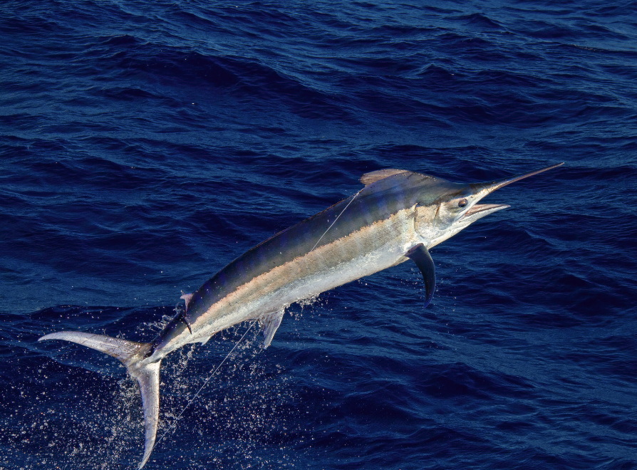 Core Atlantic Swordfish License