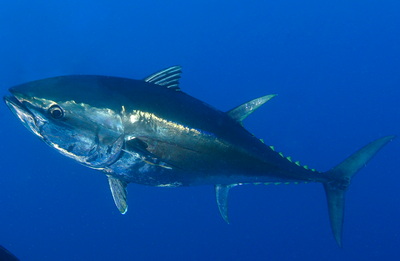 Bluefin Tuna QC License