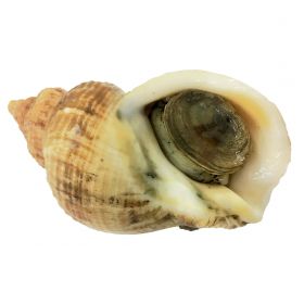 3PS Whelk License